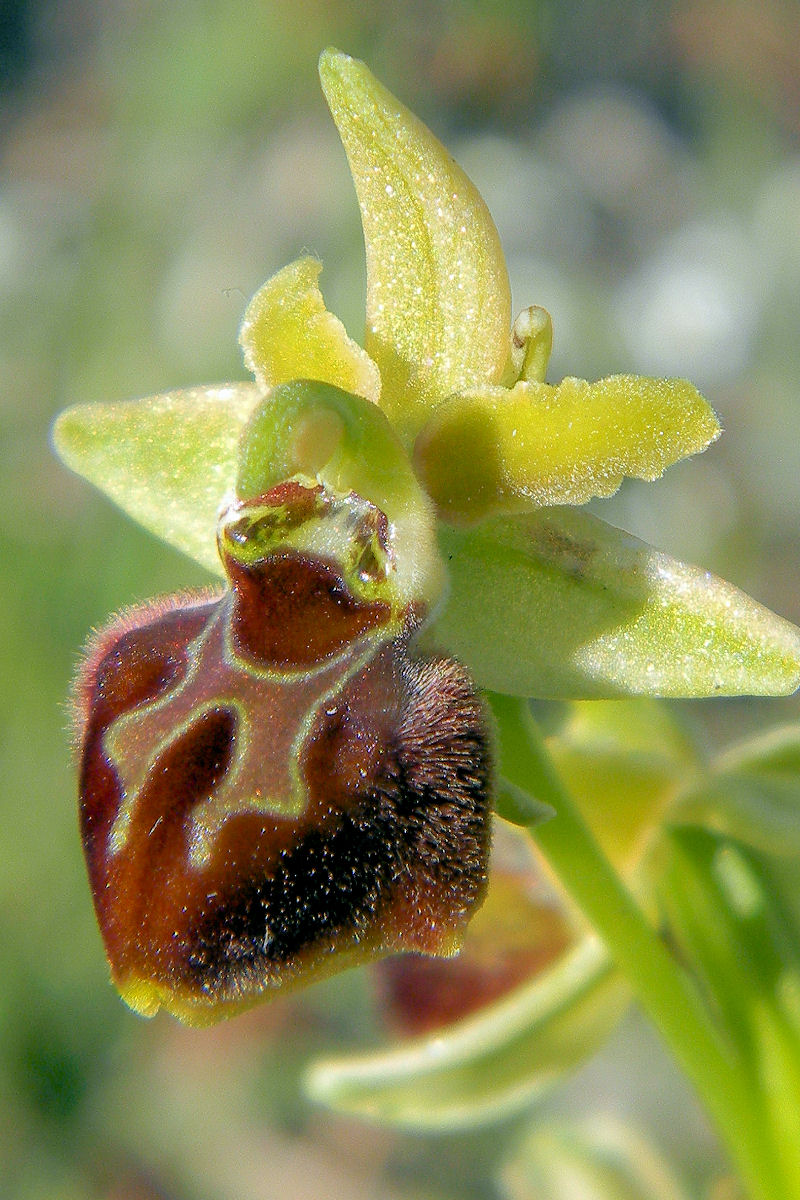 Ophrys minipassionis